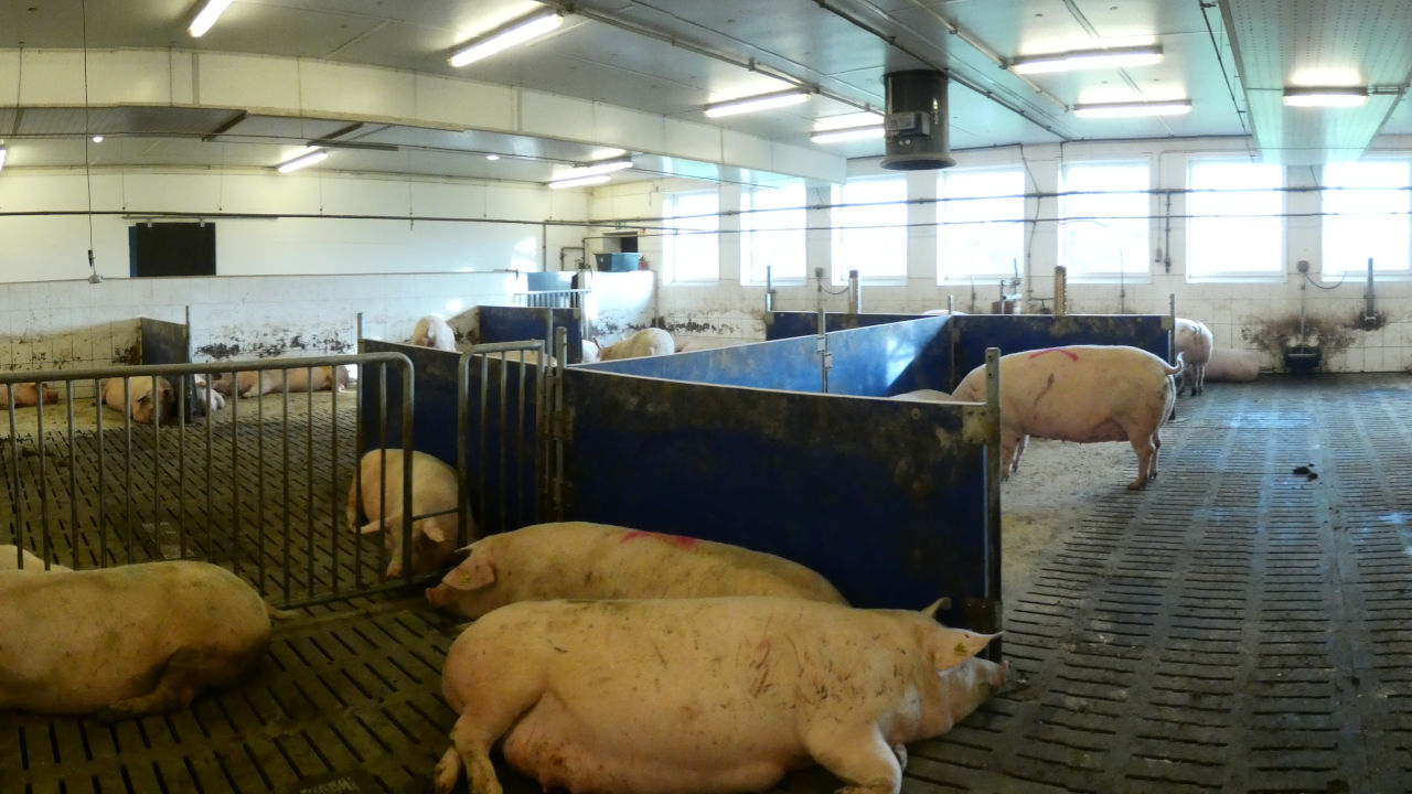 Group Housing And Mixing Of Sows Eurcaw Pigs